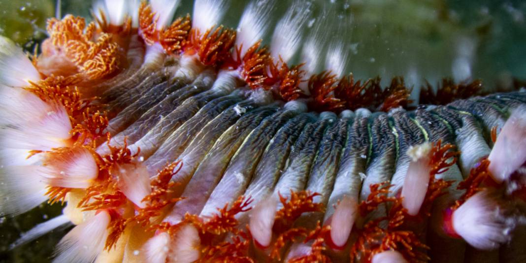 Ahtapot, iskorpit, deniz çıyanı! Bu fotoğrafları gören büyüleniyor 11